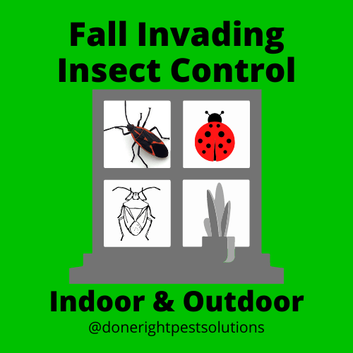 Should pest control be done inside or outside