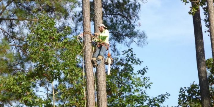 What is it Like Being a Tree Surgeon?