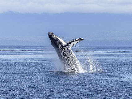 Protecting Marine Life: Responsible Whale Watching with Hervey Bay Whale Watching Boats